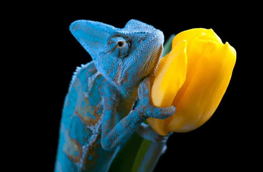 Is Acrylic Paint Safe for Reptiles? - Blended Canvas