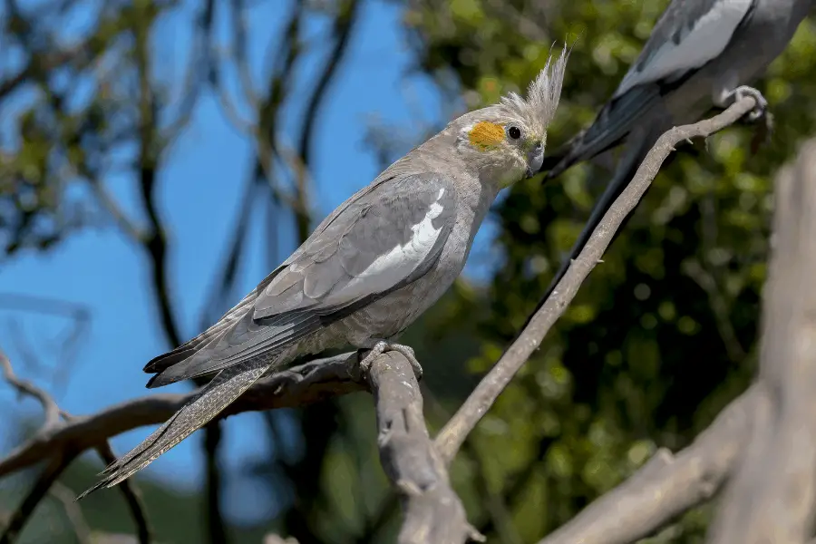 Is Acrylic Paint Safe For Cockatiels Blended Canvas