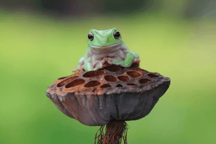 is-acrylic-paint-safe-for-frogs