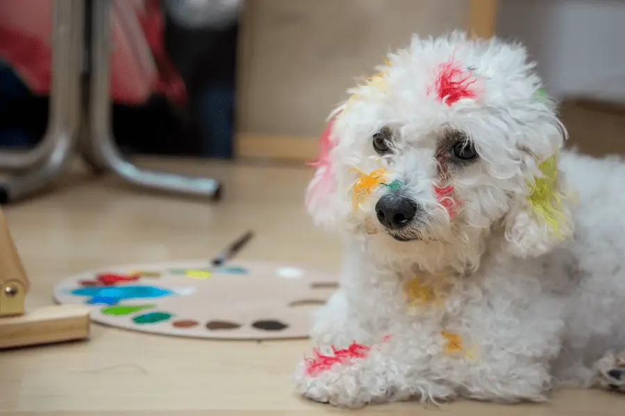 can-you-use-acrylic-paint-on-dog-paws