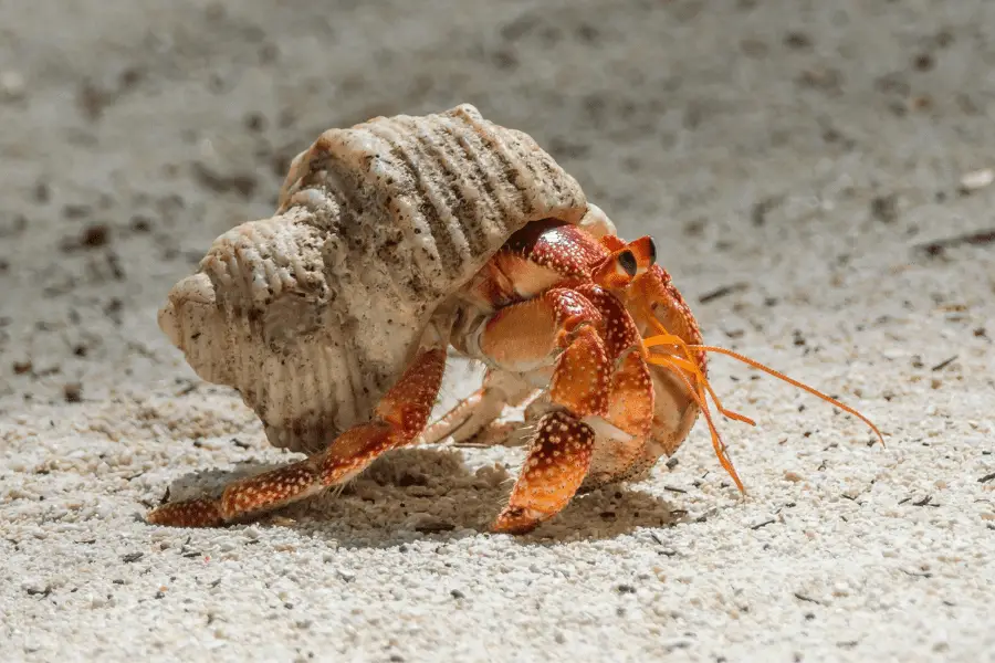 Is Acrylic Paint Safe for Hermit Crabs?